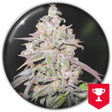 Grape Fuel x 3 + 2 Gelato Semillas Feminizadas