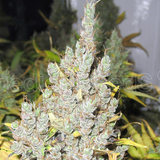 2046 x 3 + 2 Gelato Semillas Feminizadas