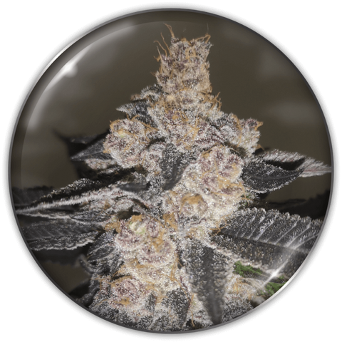 Gelato 242 x 3 + 2 Channel+ Semillas Feminizadas