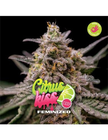 Citrus Kiss x 4 Semillas Feminizadas