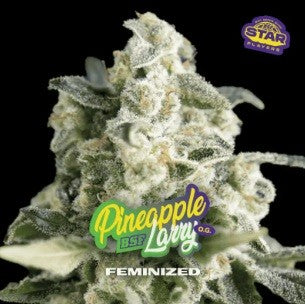 Pineapple Larry SP OG x 4 Semillas Feminizadas