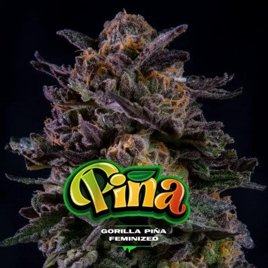Gorilla Piña x 4 Semillas Feminizadas