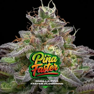 Gorilla Piña Fast Version x 4 Semillas Feminizadas