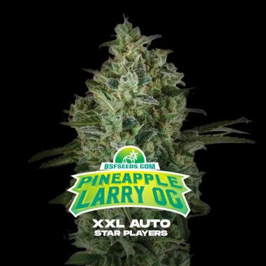 Auto Pineapple Larry XXL x 4 Semillas