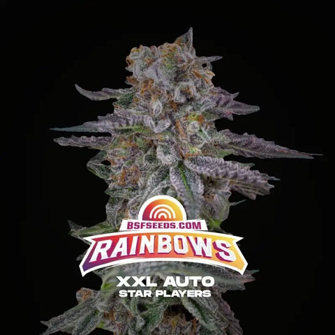 Auto Rainbows XXL x 12 Semillas