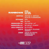 Auto Rainbows XXL x 12 Semillas