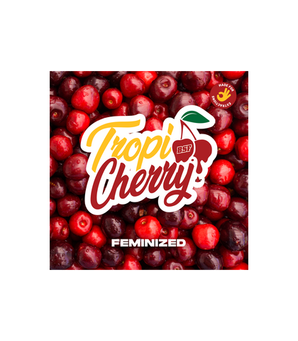 Tropi Cherry x 12 Semillas Feminizadas