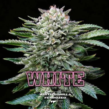 Gorilla White GK x 2 Semillas Feminizadas