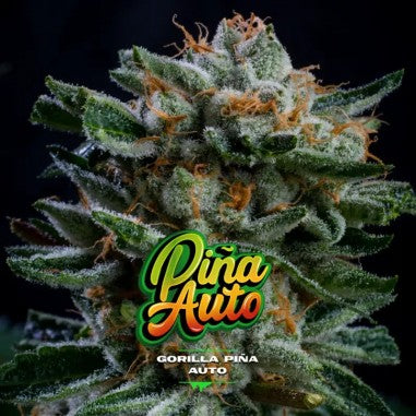Auto Gorilla Piña x 2 Semillas