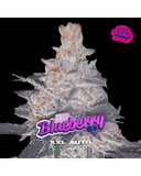 Auto BlueBerry XXL x 2 Semillas