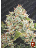 BCN Sour Diesel x 3 + 2 Channel+ Semillas Feminizadas