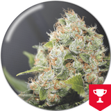 BCN Sour Diesel x 3 + 2 Channel+ Semillas Feminizadas