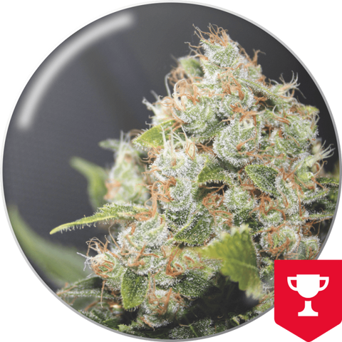 BCN Sour Diesel x 3 + 2 Channel+ Semillas Feminizadas