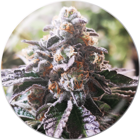 Cookies Purple Punch x 3 + 2 Channel+ Semillas Feminizadas
