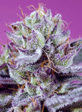 Auto Diablo´s Delight XL x 3+1 Semillas