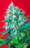 Green Poison CBD x 3+1 Semillas Feminizadas
