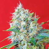 Green Poison CBD x 3+1 Semillas Feminizadas