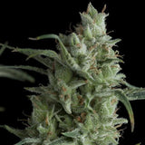 Kryptonite x 3+1 Fast Version Semilla Feminizada