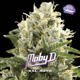 Auto Moby D XXL x 12 Semillas