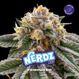 Nerdz x 4 Semillas Feminizadas