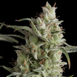 Super OG Kush x 5+2 Semillas Feminizadas