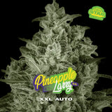 Auto Pineapple Larry XXL x 4 Semillas