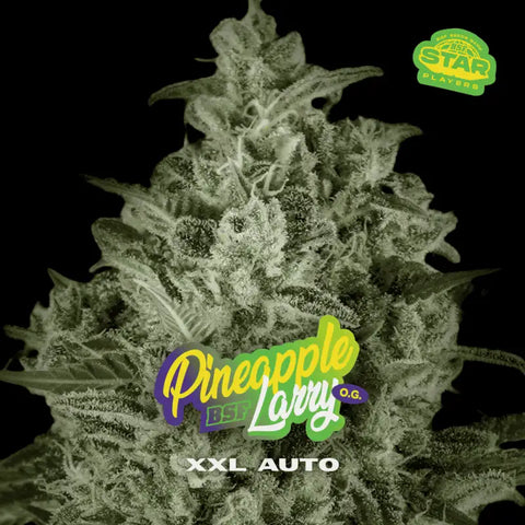 Auto Pineapple Larry XXL x 4 Semillas