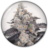 Pink Sherbert x 3 Semillas Feminizadas