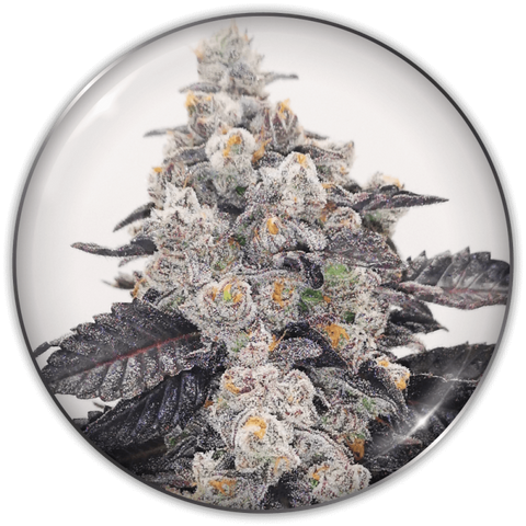 Pink Sherbert x 3 Semillas Feminizadas