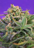 Sweet Cheese F1 x 3+1 Semillas Feminizadas