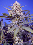 Auto Pineapple Slush XL x 3+1 Semillas