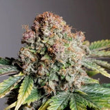 Auto Strawberry Soda x 3 Semillas