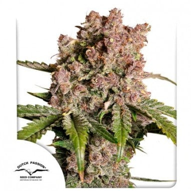 Auto Strawberry Soda x 3 Semillas