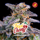 Tropi Cherry x 4 Semillas Feminizadas