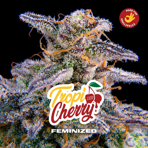Tropi Cherry x 4 Semillas Feminizadas