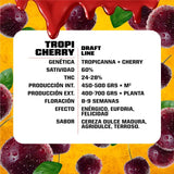 Tropi Cherry x 4 Semillas Feminizadas