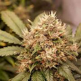 Auto Red Tropicanna Cookies x 3 Semillas