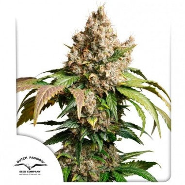Auto Red Tropicanna Cookies x 3 Semillas