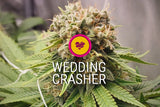 Wedding Crasher USA Premium x 3 Semillas Feminizadas