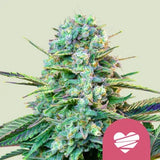 Wedding Crasher USA Premium x 3 Semillas Feminizadas