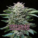 Gorilla White GK x 12 Semillas Feminizadas
