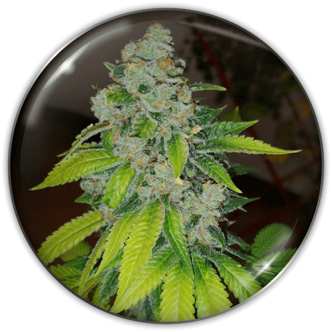 Zkittlez x 3 Semillas Feminizadas
