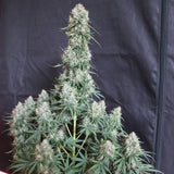 Auto Blueberry x 3 Semillas