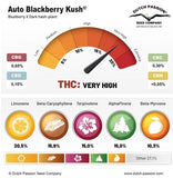 Auto Blackberry Kush x 3 Semillas