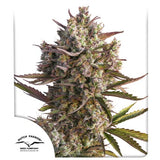 Auto Blueberry x 3 Semillas