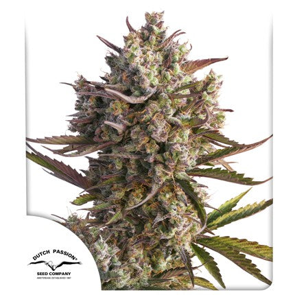 Auto Blueberry x 3 Semillas