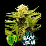 Black Dream x 3+1 Semillas Feminizadas