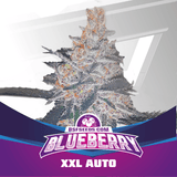 Auto Blueberry XXL x 12 Semillas