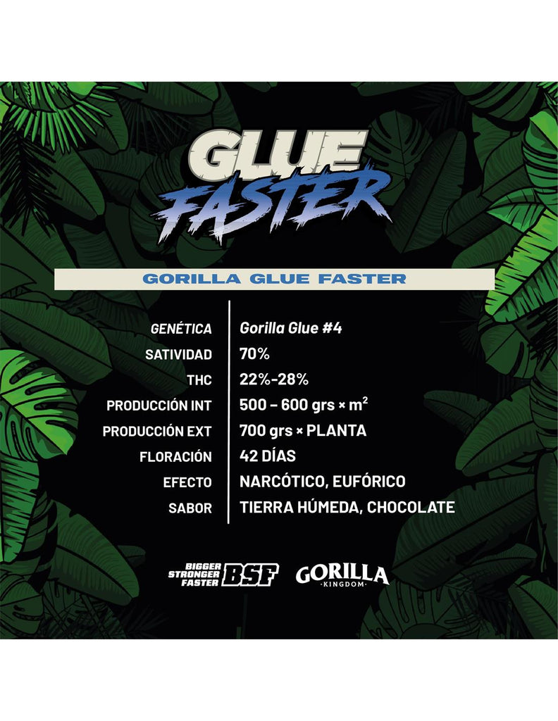 Gorilla Glue Faster GK x 12 Semillas Feminizadas Seedcodelia Grow Shop