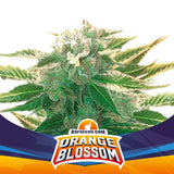 Orange Blossom x 4 Semillas Feminizadas